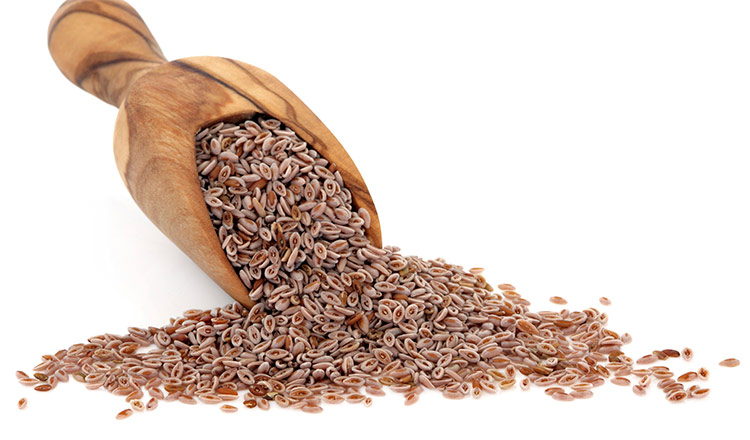 Why You Should Be Taking Psyllium Everyday