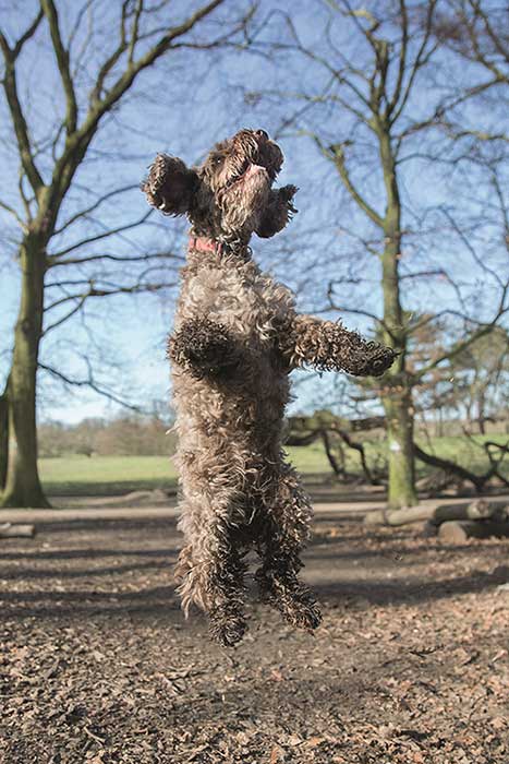 the-carousel-dogs-in-the-air-2