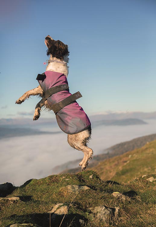 the-carousel-dogs-in-the-air