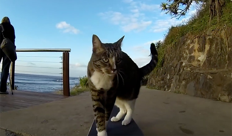 So Cute! Watch Australia's Top YouTube Pets