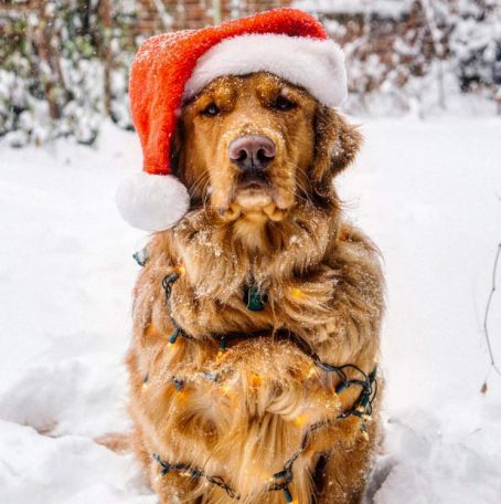 Aspen The Adventurer: Who Said Instagram Was Just For Humans?