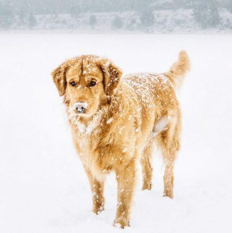 Aspen The Adventurer: Who Said Instagram Was Just For Humans?