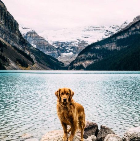 Aspen The Adventurer: Who Said Instagram Was Just For Humans?