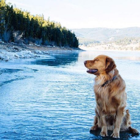 Aspen The Adventurer: Who Said Instagram Was Just For Humans?