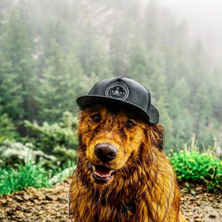 Aspen The Adventurer: Who Said Instagram Was Just For Humans?