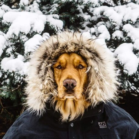 Aspen The Adventurer: Who Said Instagram Was Just For Humans?