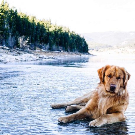 Aspen The Adventurer: Who Said Instagram Was Just For Humans?