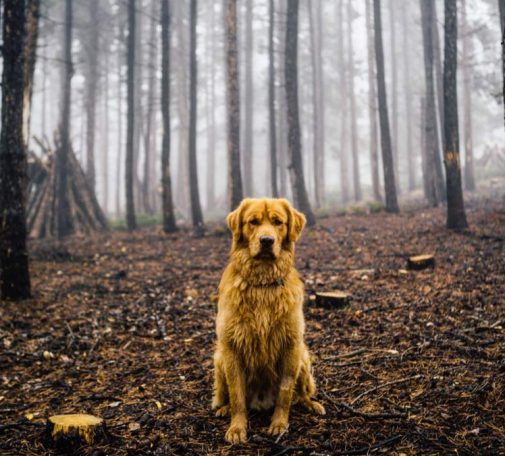 Aspen The Adventurer: Who Said Instagram Was Just For Humans?