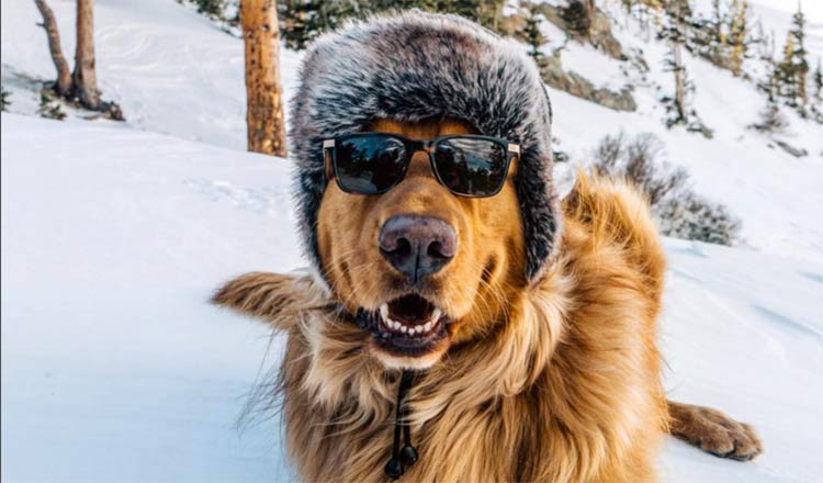 Aspen The Adventurer: Who Said Instagram Was Just For Humans?