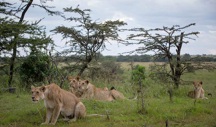 the-carousel-lions-