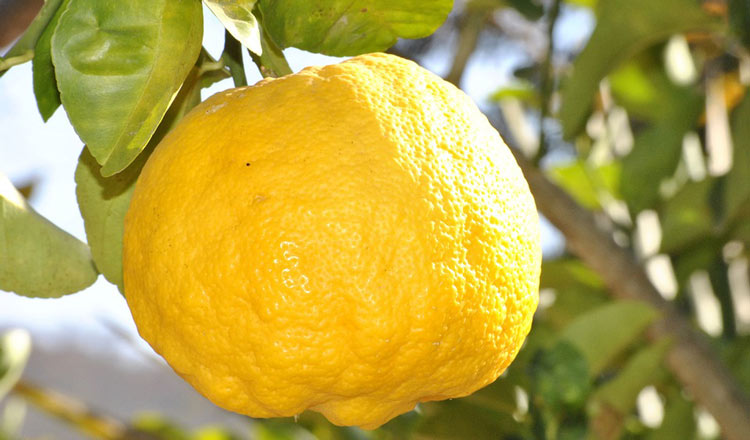 7 Reasons To Kick-Start Your Day With Lemon