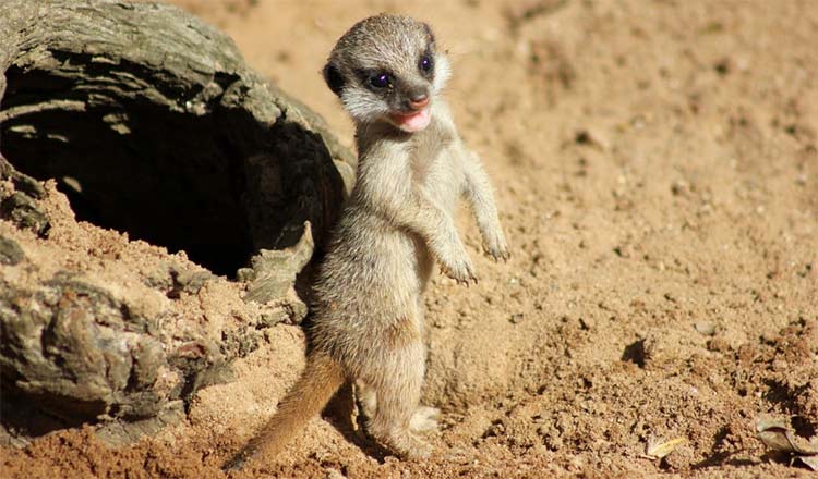 Taronga Zoo Celebrates Birth Meerkat Pups 1