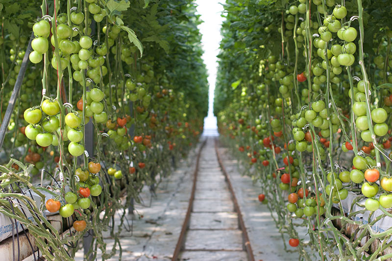 ricardoes-tomatoes-port-macquarie