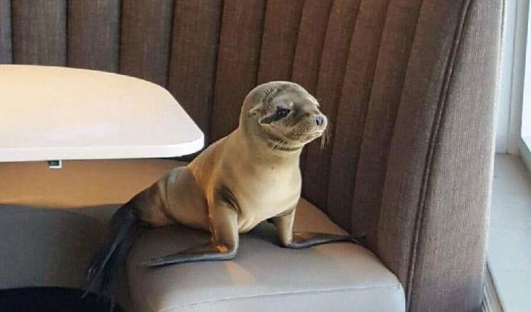 Sea Lion Pup Wanders Into Restaurant