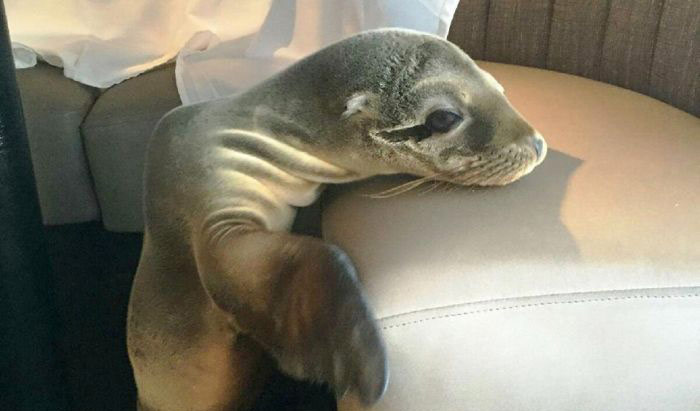 Sea Lion Pup Wanders Into Restaurant