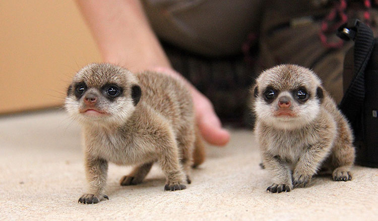 Taronga Zoo Celebrates Birth Meerkat Pups