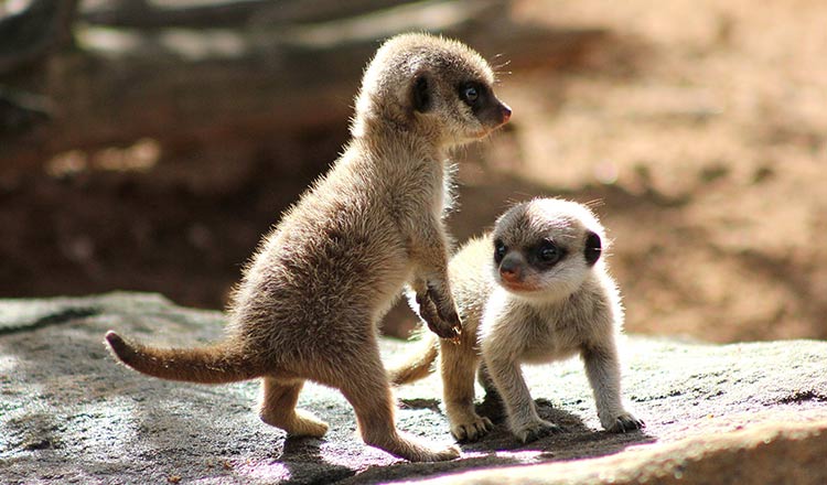 Taronga Zoo Celebrates Birth Meerkat Pups 2