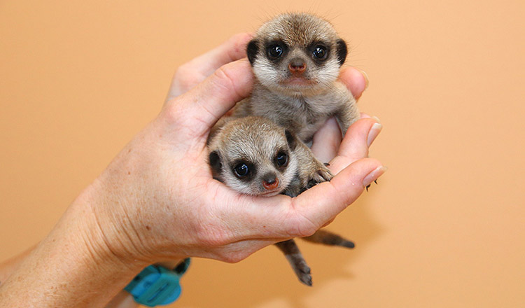 Taronga Zoo Celebrates Birth Meerkat Pups 3