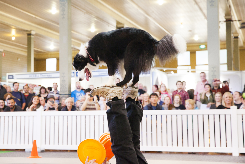 Dog Playing 