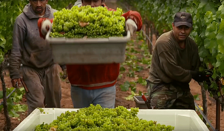 Cancel All Your Plans & Watch These Incredible Food Documentaries Somm