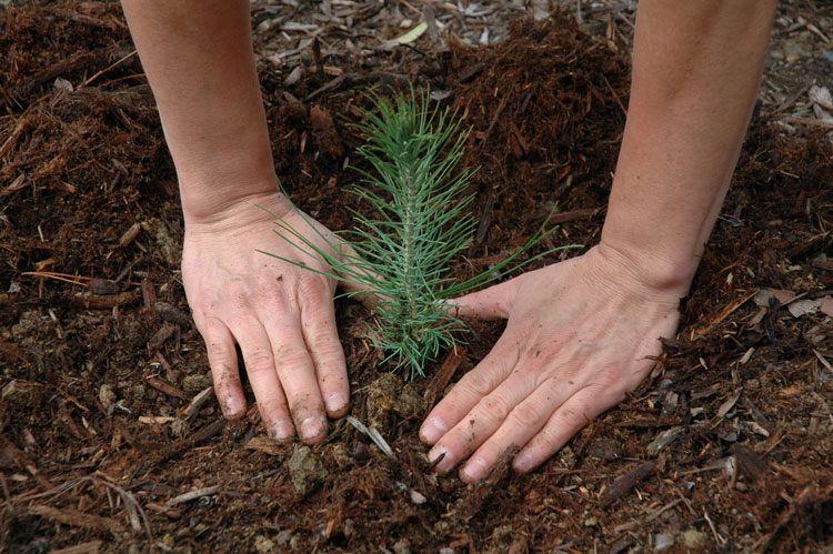 Earth Day 2016 Tree planting project