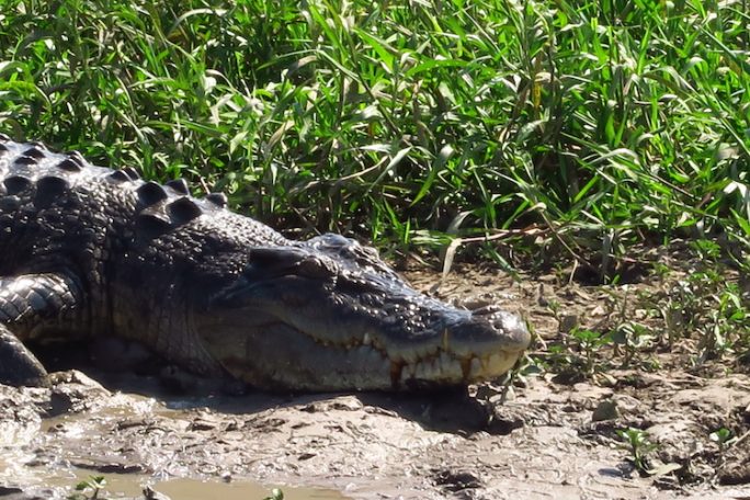 crocodile kakadu