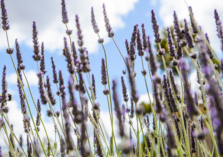 How To Take A 24 Hour Detox-lavender