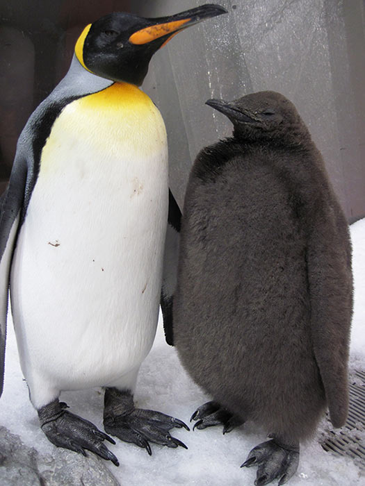 Be a Penguin Pal to the coolest animals in the world - literally!