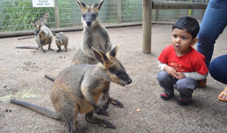 Free Entry For Kids At Sydney Wildlife Park1