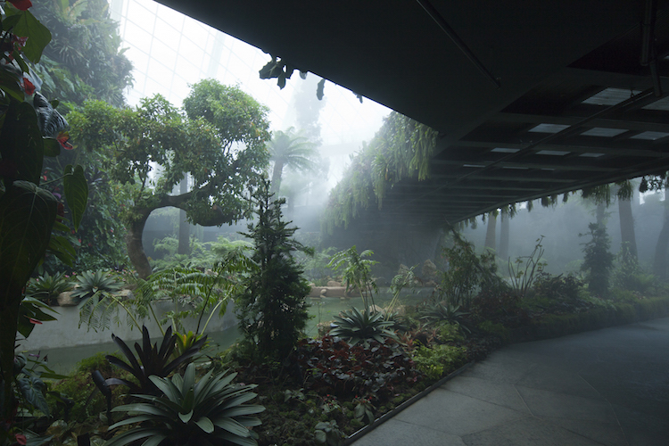 The Cloud Forest