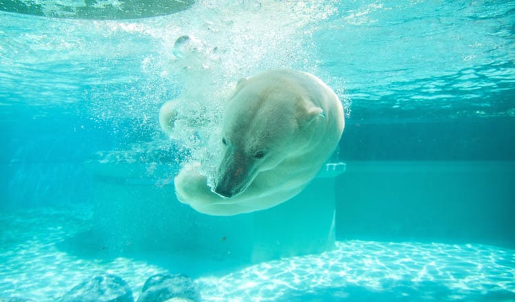 Polar bear gets new home