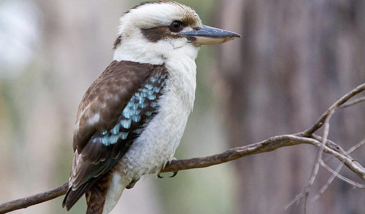 Aussie dad saves drowning kookaburra