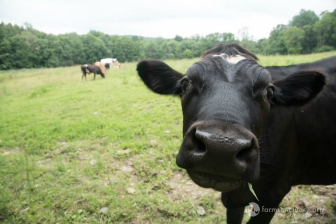 vegan, farm sanctuary 