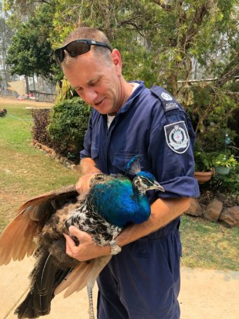 bushfires, RSPCA