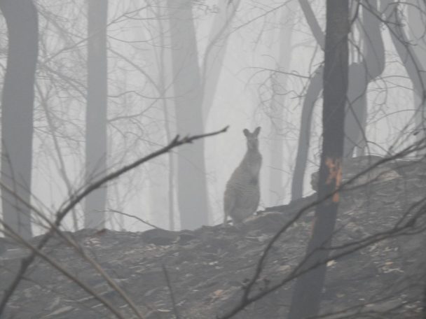 wallaby, bushfires