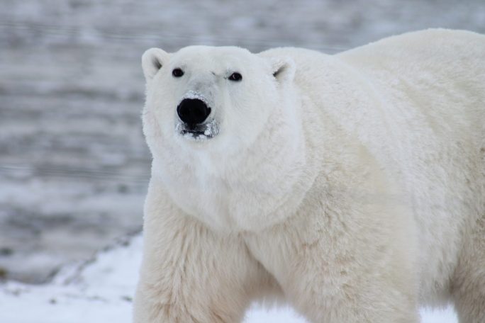 polar bear - travel goals