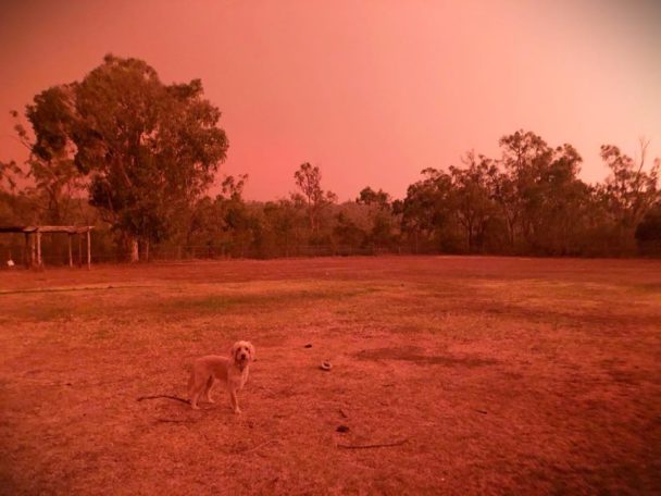 bushfires, RSPCA