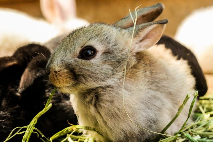 animals, rabbit, dentistry 