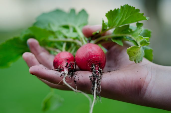 garden, foodscaping 