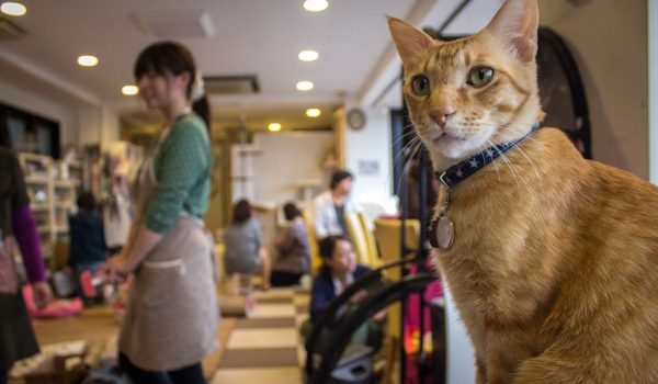 Cat Heaven: The Purrfect Café in Japan