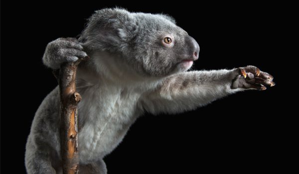 Ken Drake Shows Off His Mastery As An Animal Photographer