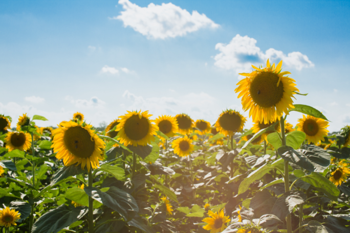 sunflowers