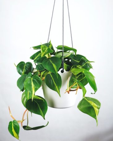 philodendron-brasil