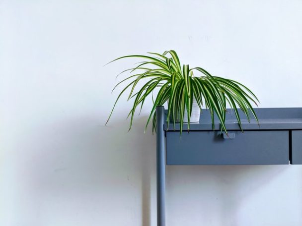 spider-plant