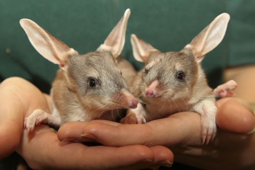 Greater Bilby joeys