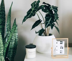 indoor plants