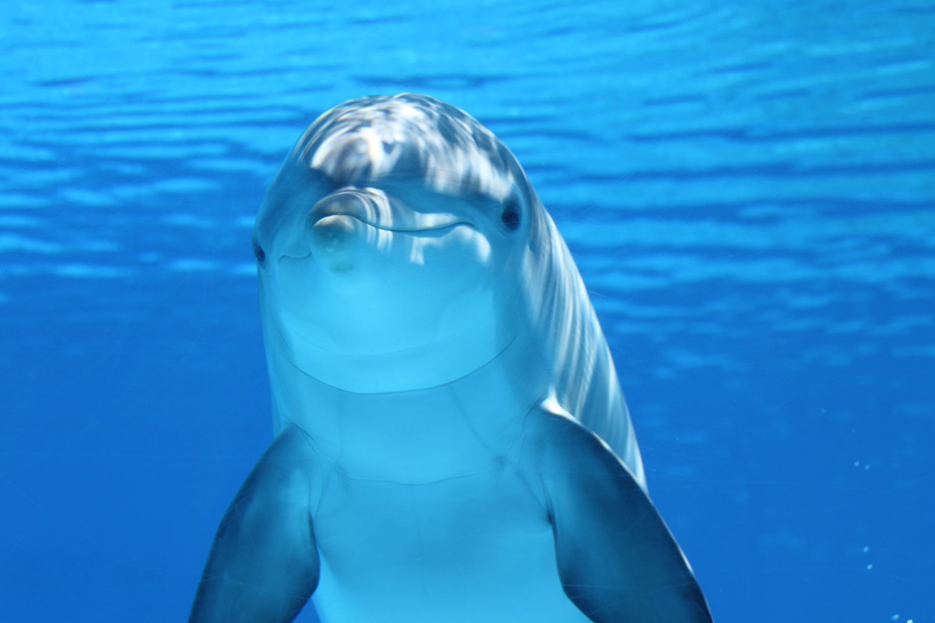 white and gray dolphin on blue water