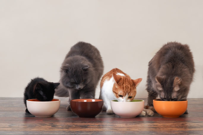 Cats feeding