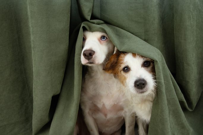 anxious pets