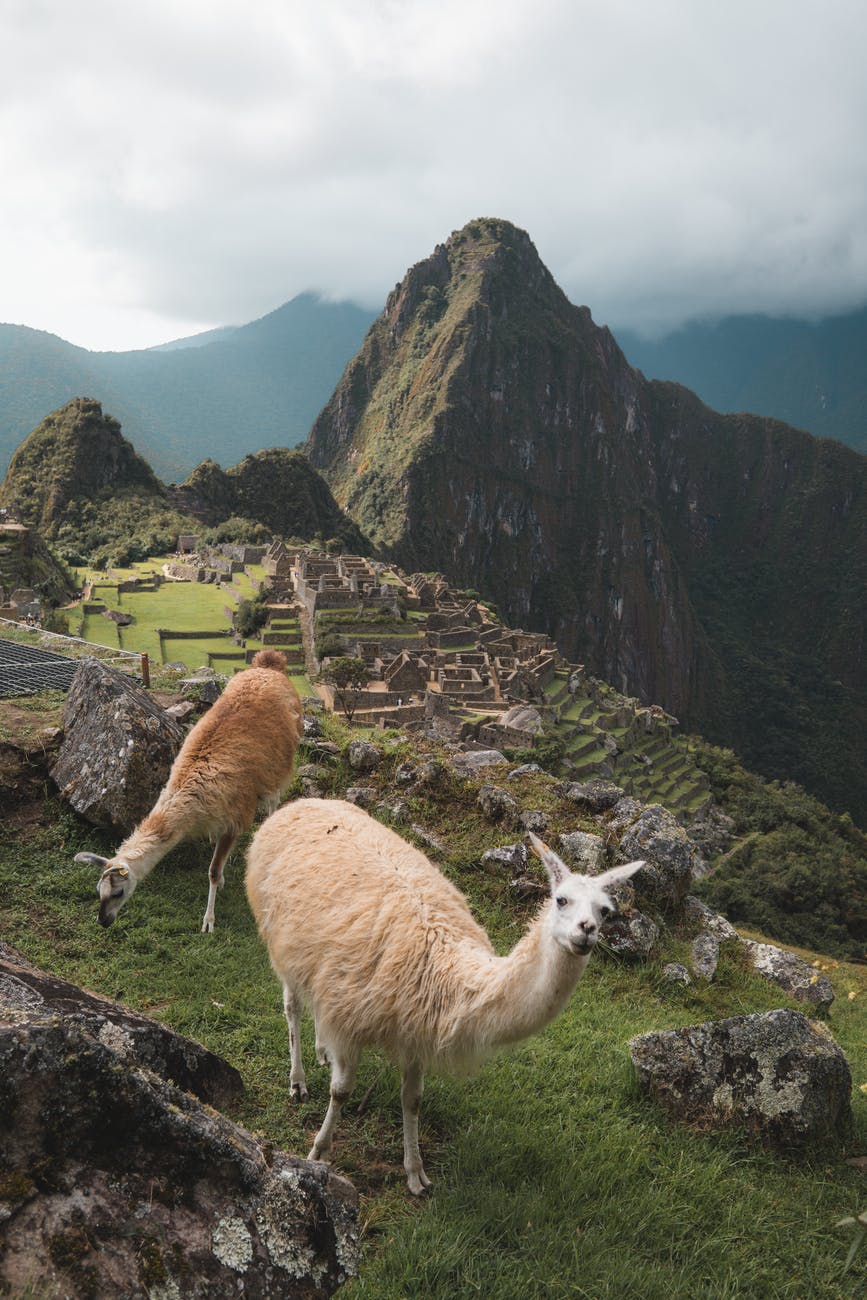 brown llama on green grass field near mountain